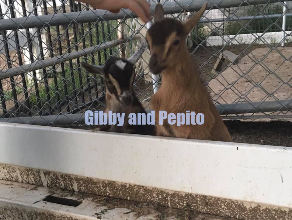 PictureGibby and Pepito 
